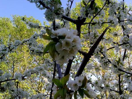 Fotos del Cerezo en flor 2011