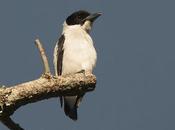 Tueré chico (Black-crowned Tityra) Tityra inquisitor