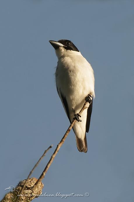 Tueré chico (Black-crowned Tityra) Tityra inquisitor