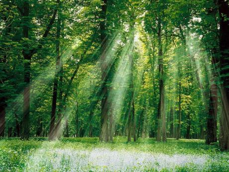 ¿Recordamos la importancia de los bosques en nuestra vida?