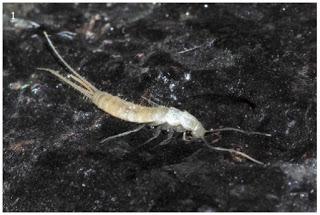 Zigentomo troglobio de las Islas Canarias