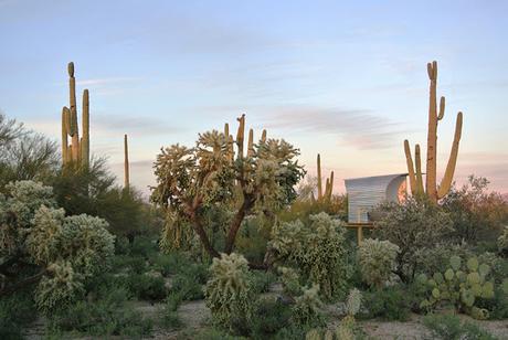 Jueves de Arquitectura: cacti lovers