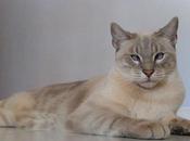 Trombocitopenia Gatos: ¿Que Causa Esta Enfermedad Nuestra Mascota?.