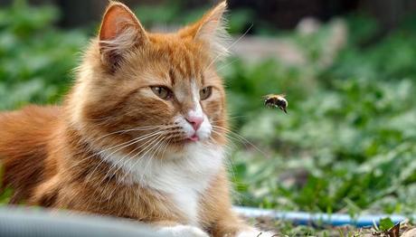 picadura de abeja en gatos