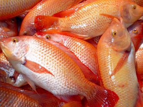 Llegó a Cuba  la “Tilapia Roja de Mar”