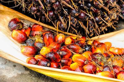 Fotografía que muestra las semillas de palma africana recién recolectadas y sin procesar