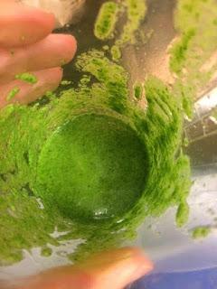 SOPA DE QUINOA Y VERDURAS ASADAS