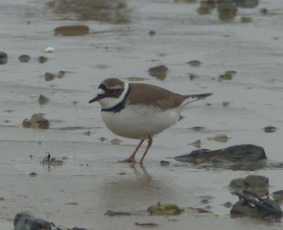 Chorlitejos en migración