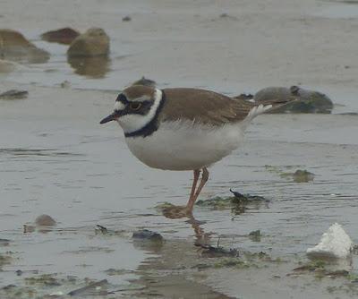 Chorlitejos en migración