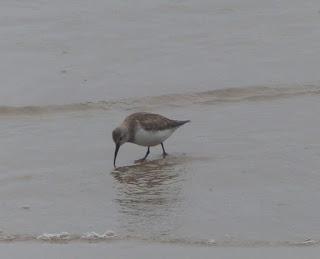 Chorlitejos en migración