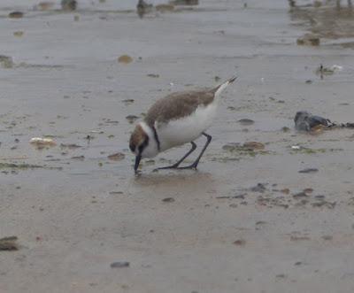 Chorlitejos en migración