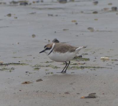 Chorlitejos en migración