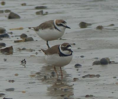 Chorlitejos en migración