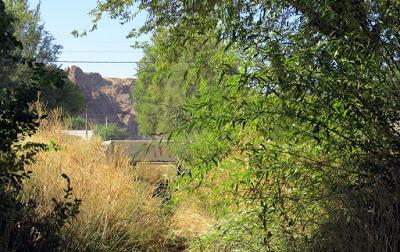 El verde que te quiero verde en el Canal Guemes de Piedra del Aguila