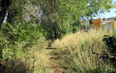 El verde que te quiero verde en el Canal Guemes de Piedra del Aguila