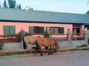 Caballos sueltos disfrutan verde frente Plaza Barrio Jardín.-