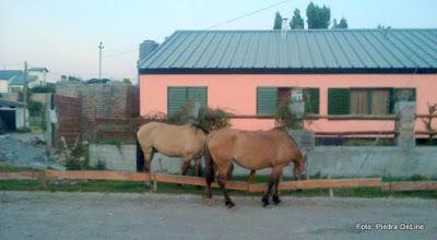 Caballos sueltos disfrutan del verde al frente de la Plaza del Barrio Jardín.-