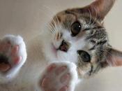 Insuficiencia Renal Gatos Jóvenes, Cuidados Debemos Tener Nuestra Mascota.