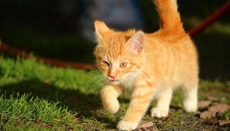 con los cuidados adecuados podemos mejorar la calidad de vida de nuestra mascota 