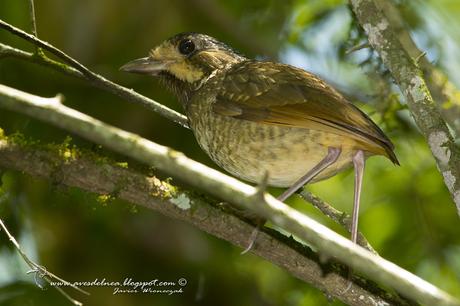 Chululú pintado (Variegated Antpitta) Grallaria varia