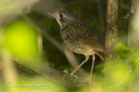 Chululú pintado (Variegated Antpitta) Grallaria varia