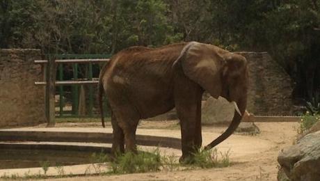 Ruperta pasa el hambre parejo en el #Zoo de Caricuao #Elefantes #Animales