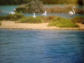 Parque Natural de Las Salinas de Santa Pola.