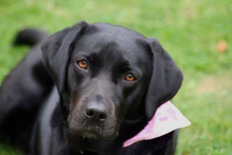 Conoce Las Historias de Estos 10 Perros Héroes Que Arriesgaron Su Vida Para Salvar A Otros