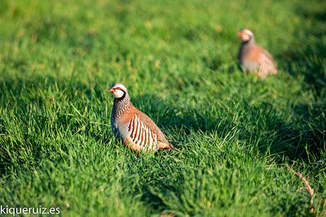 Perdiz roja, la brava