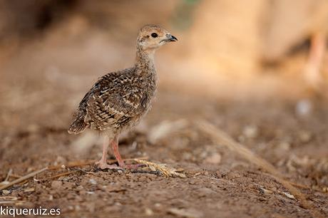 Perdiz roja, la brava