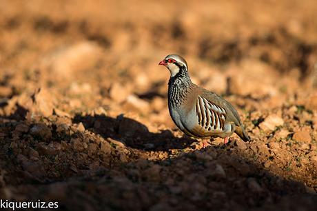 Perdiz roja, la brava