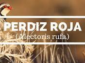 Perdiz roja, brava