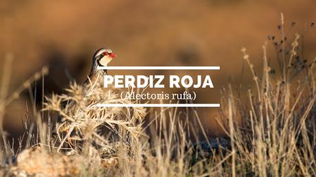 Perdiz roja, la brava