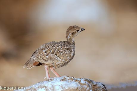 Perdiz roja, la brava
