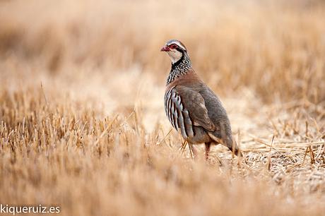 Perdiz roja, la brava