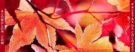 Paletas de Colores 12