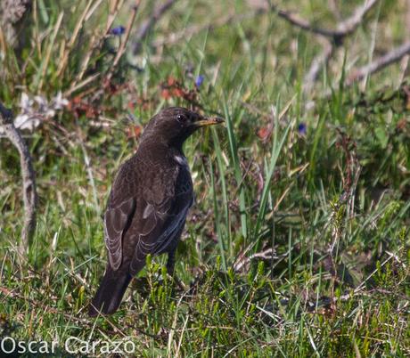 TURDUS TORCUATUS, COMIENZA LA MIGRACION