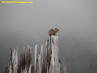 La Cascada Multnomah y el Monte Santa Helena (Viaje por el Noroeste de los Estados Unidos XVI)