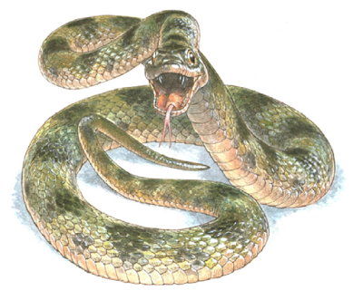 Dando color a una serpiente fósil