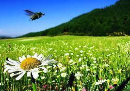 Alimentos que no deben faltar en la dieta contra la astenia