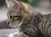 Causas Edemas Pulmonares Gatos. Reconoce Síntomas.