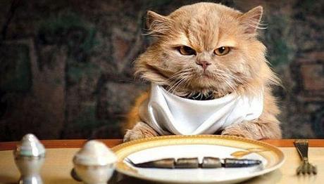 hígado graso en gatos