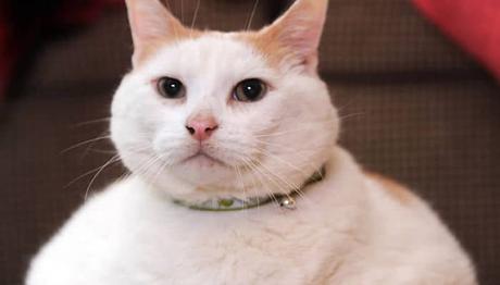 la obesidad es un factor determinante