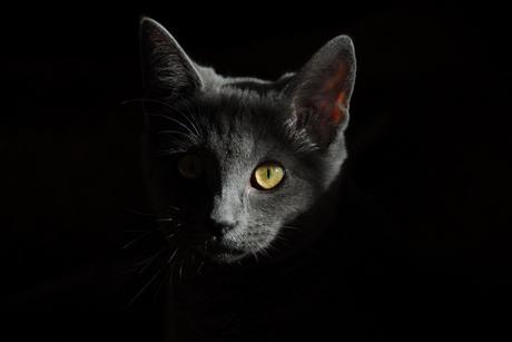Cómo fotografiar mascotas: gatos. Parte 2