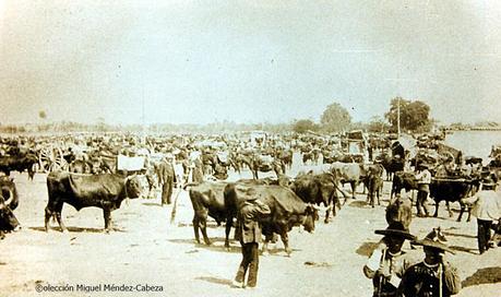 La cabra y el vacuno en la gastronomia Jareña