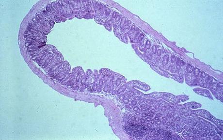 Rotavirus en Conejos