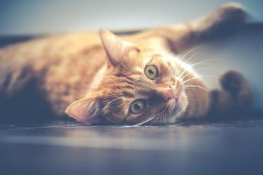 Cómo fotografiar mascotas: gatos. Parte 3