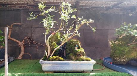 Primavera : retirando alambre y primeros pinzados