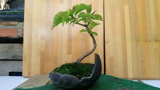 Primavera : retirando alambre y primeros pinzados