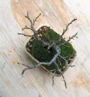 Primavera : retirando alambre y primeros pinzados